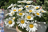 Саратовцам в День эколога дарили букеты из лекарственных трав 