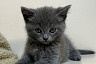 Саратовские ветеринары за один прием «сменили пол» котенку Тошке
